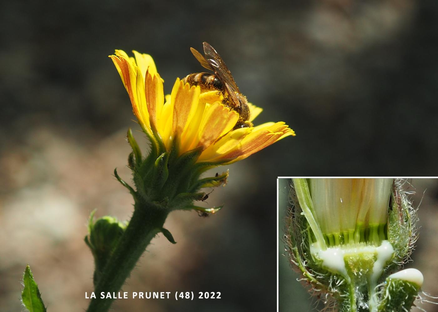 Oxtongue, Hawkweed flower